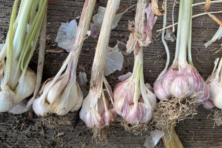 Witches Broom Garlic: What’s Wrong with My Garlic?  featured image