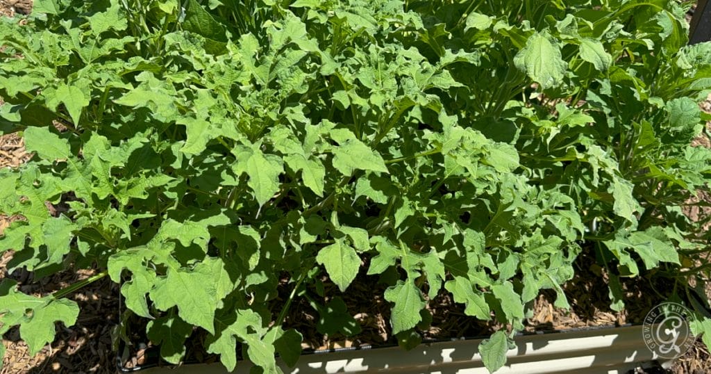 Take the summer off! Plant heat-tolerant cover crops instead&nbsp;