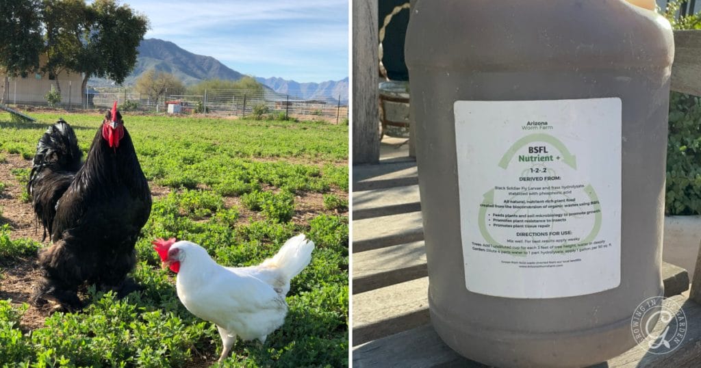 Why Add Worms to Your Garden: Benefits of Worm Castings