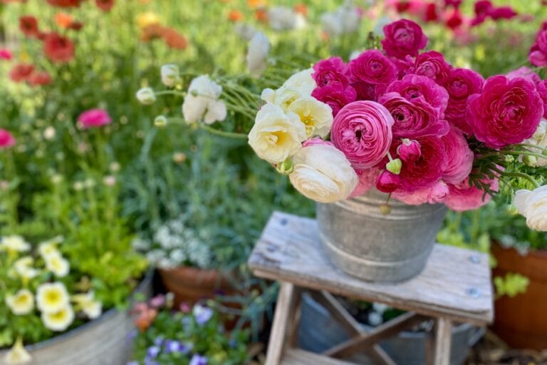 10 Cool-Season Flowers That Love Mild Winters featured image