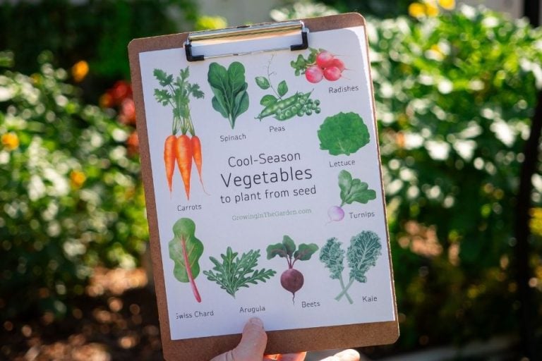 10 Easy Cool-Season Vegetables to Plant from Seed featured image