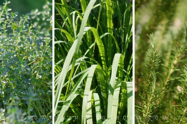 10 Perennial Herbs For Hot Summer Climates featured image