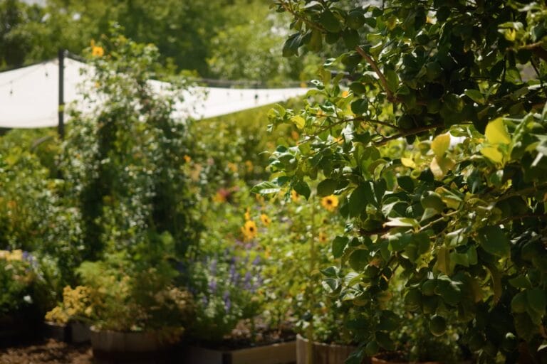 How to Prepare Your Garden for a Hot Summer: 10 Essential Tips featured image