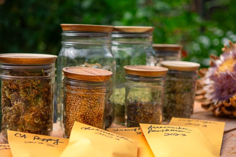 How to Save Seeds: A Beginner’s Guide to Seed Saving featured image