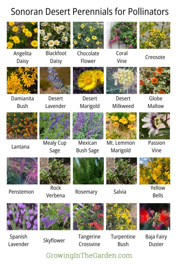 Sonoran Desert Perennials for Pollinators