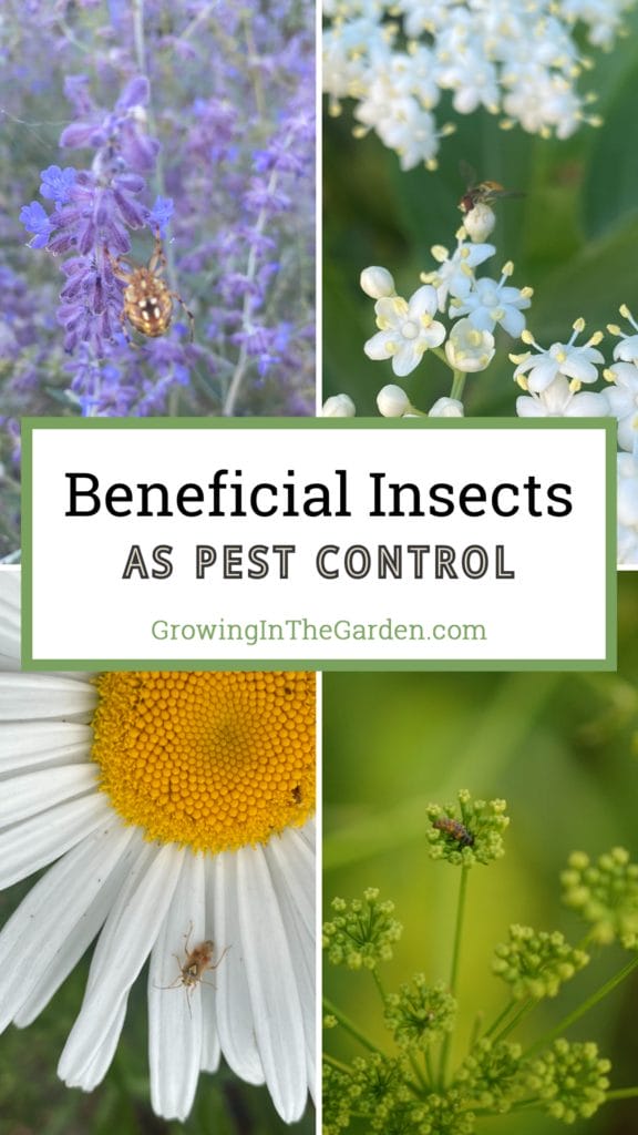 Beneficial Insects as Pest Control&nbsp;
