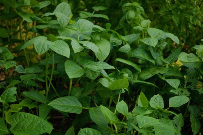 Heat-Tolerant Cover Crops: A Summer Gardening Alternative  featured image