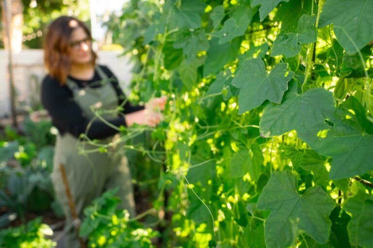 25 Thriving Edible Perennials In My Desert Garden featured image