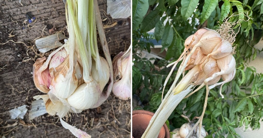 Witches Broom Garlic: What's Wrong with My Garlic?