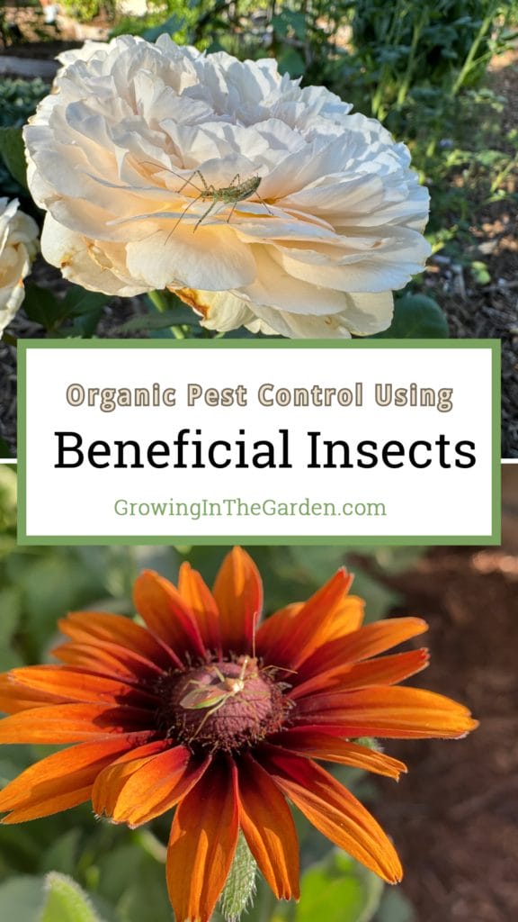 Beneficial Insects as Pest Control&nbsp;