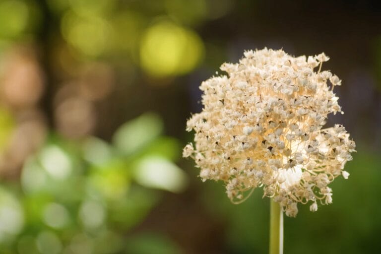 What To Do When Onions Bolt featured image