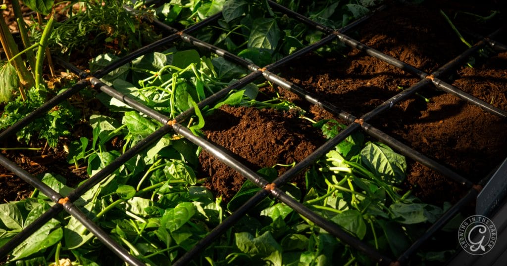 Take the summer off! Plant heat-tolerant cover crops instead&nbsp;