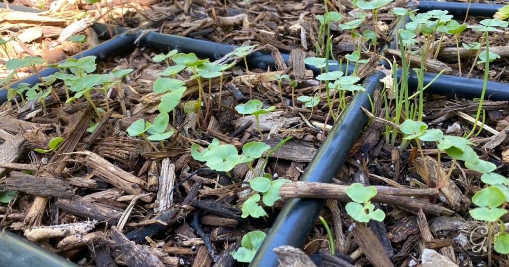 Take the summer off! Plant heat-tolerant cover crops instead&nbsp;