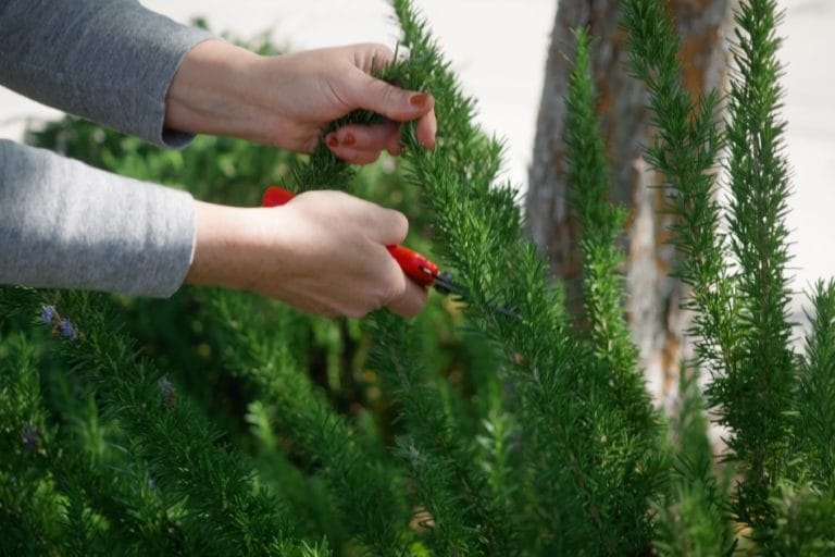 How to Grow Rosemary featured image