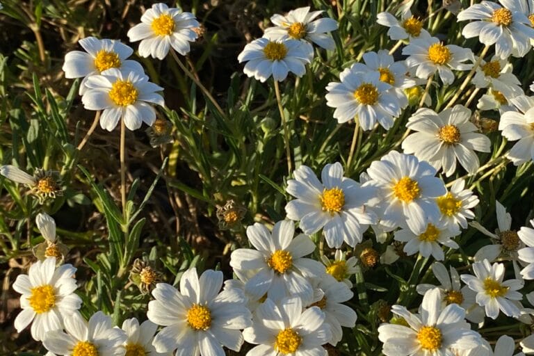 5 Reasons to Replace Grass With Water-Saving Groundcovers featured image