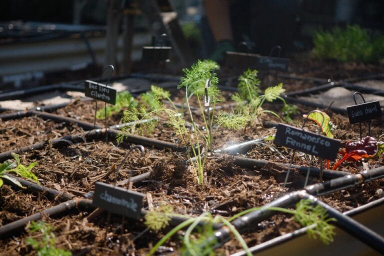 5 Tips for a Successful Square Foot Garden featured image