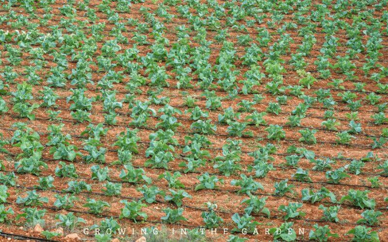Monoculture:&nbsp; A single type of plant in each bed or plot of land. A monoculture makes it much easier for pests to find their intended crop.&nbsp;
