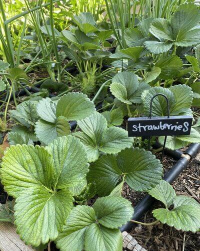 Strawberries interplanted with I'itoi onions for pest control and asparagus to shade the strawberries during the summer months.&nbsp;