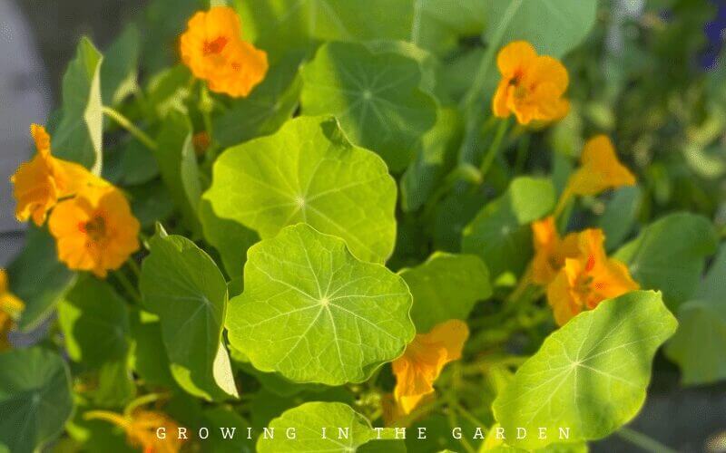 5. Practice companion planting to repel pests