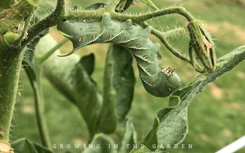 5. Practice companion planting to repel pests