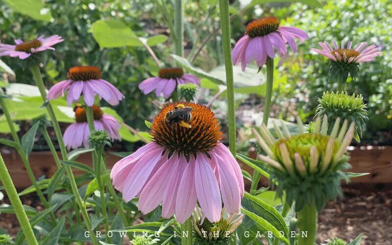 Practice companion planting to attract beneficial insects and pollinators