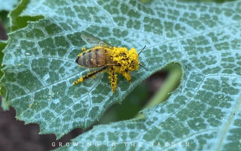 Practice companion planting to attract beneficial insects and pollinators