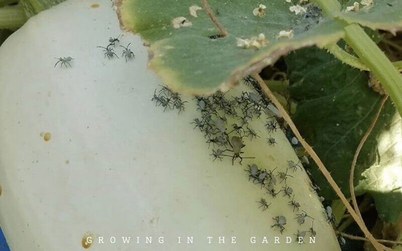 Some plants share common pests or diseases and should not be planted near each other if possible. 