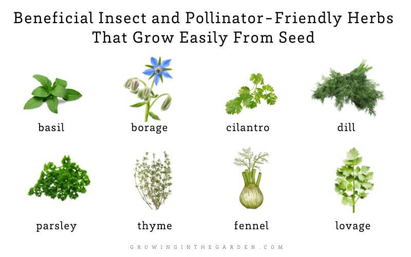 Beneficial Insect and Pollinator-Friendly Herbs That Grow Easily From Seed