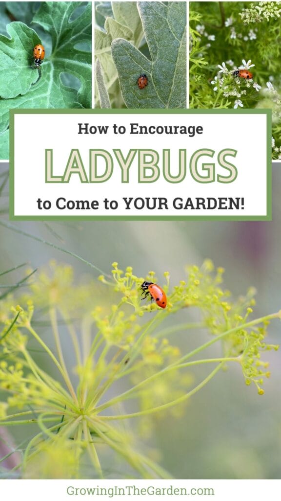 How to Encourage and Invite Ladybugs to Your Garden Naturally