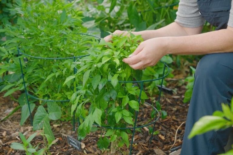 6 Habits of Highly Successful Gardeners featured image