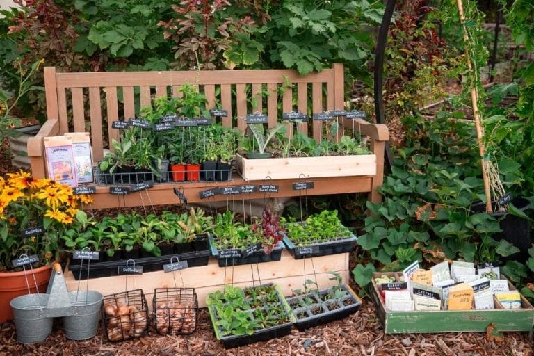 What to Plant in October in Arizona featured image