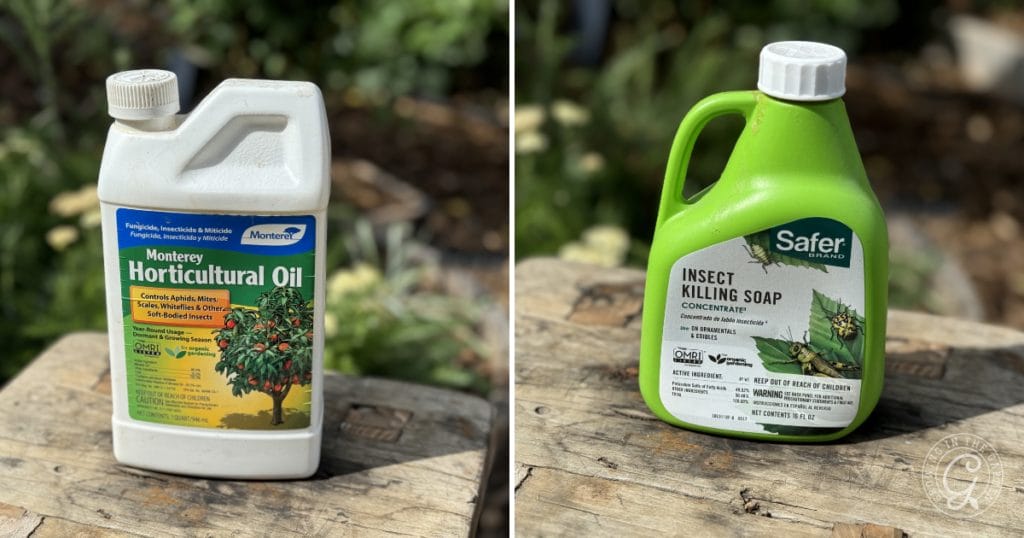 Spider Mite Prevention & Organic Control