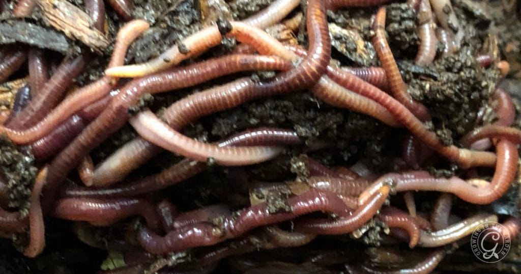 Why Add Worms to Your Garden: Benefits of Worm Castings
