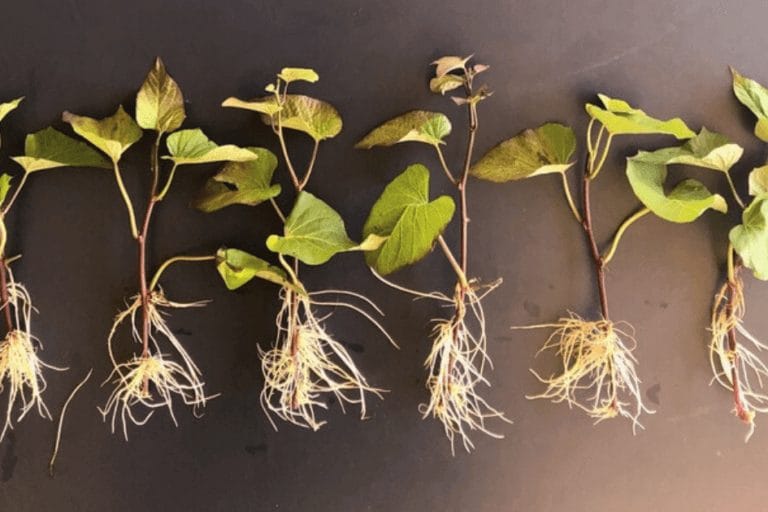 A Fast and Easy Way to Make Sweet Potato Slips featured image