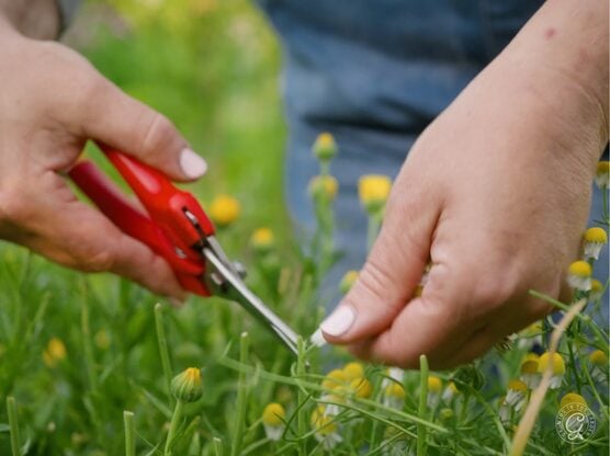 Felco Pruning Shears featured image