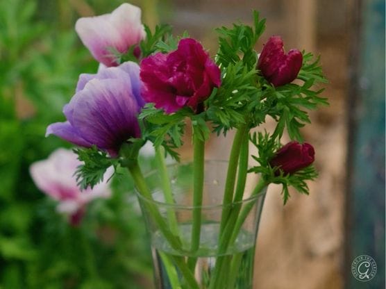 St. Brigid Mix Anemone featured image