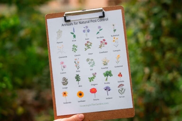 Plants that Attract Beneficial Insects & Pollinators featured image