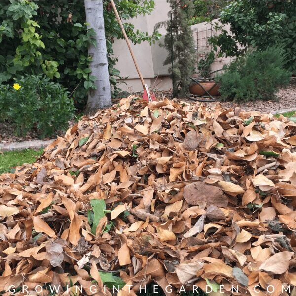 Arizona Garden in January#gardening #garden #arizonagarden #Januarygarden #gardeninginarizona #desertgarden