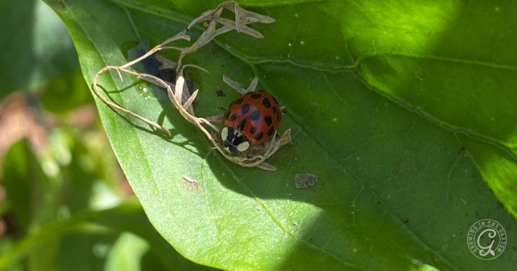 Asian Lady beetle