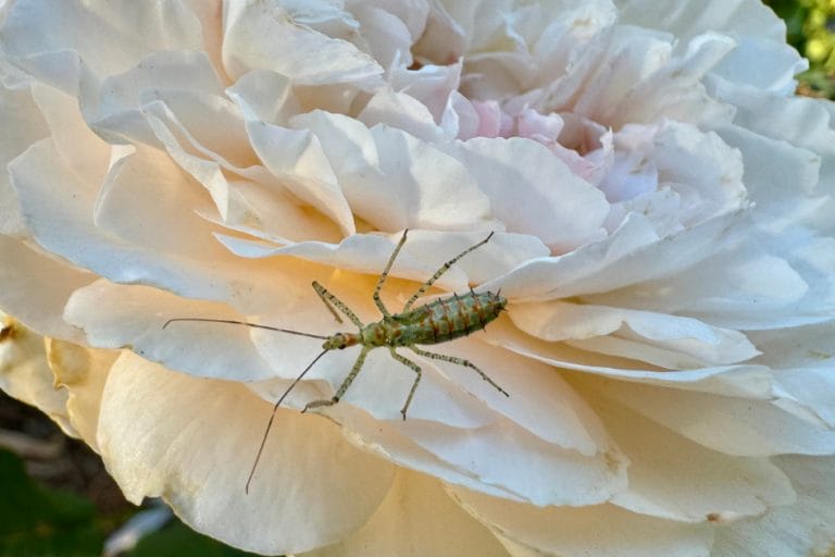 Beneficial Insects as Natural Pest Control  featured image