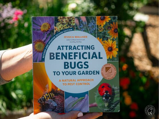 Attracting Beneficial Bugs to Your Garden featured image