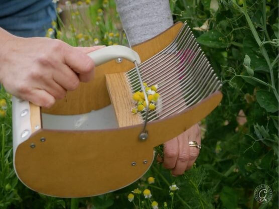 Wooden Berry Picker featured image