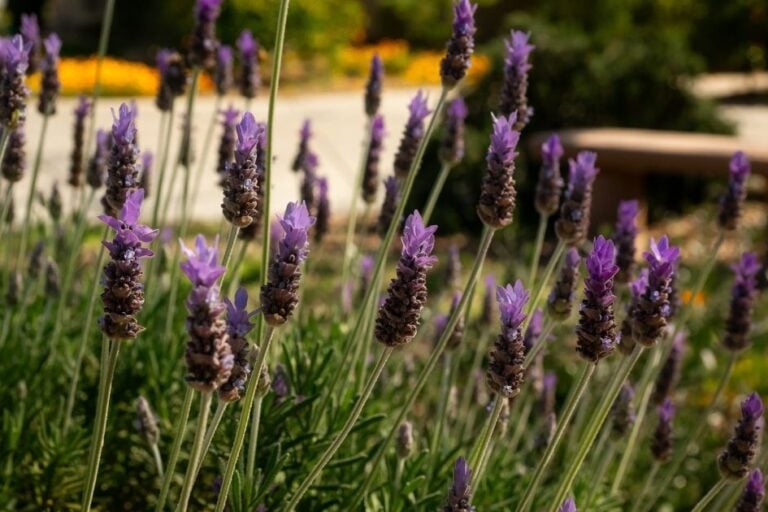 Best Companion Plants for Warm-Season Gardens featured image
