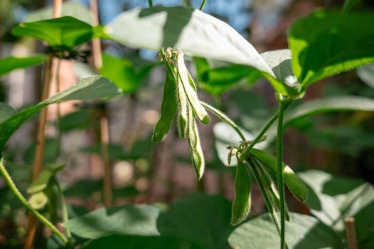 How to Grow Edamame featured image