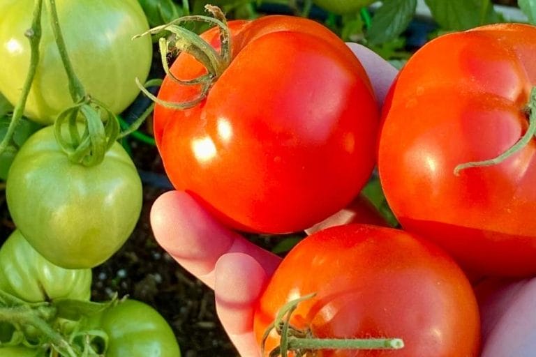 Tomatoes for the Desert: Best Varieties for Arizona featured image