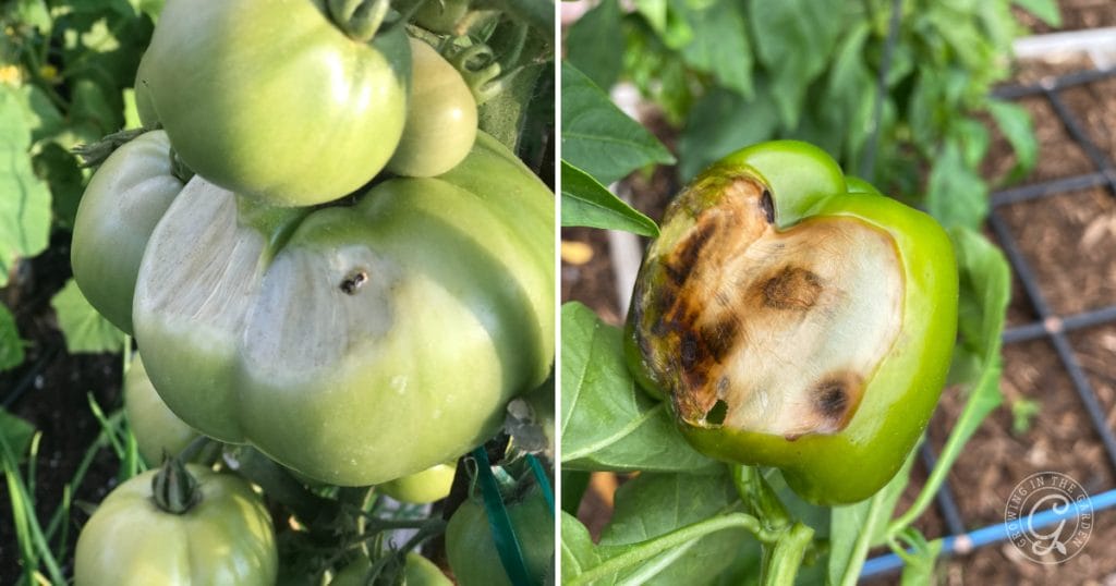 Sunscald on peppers and tomatoes - not blossom end rot
