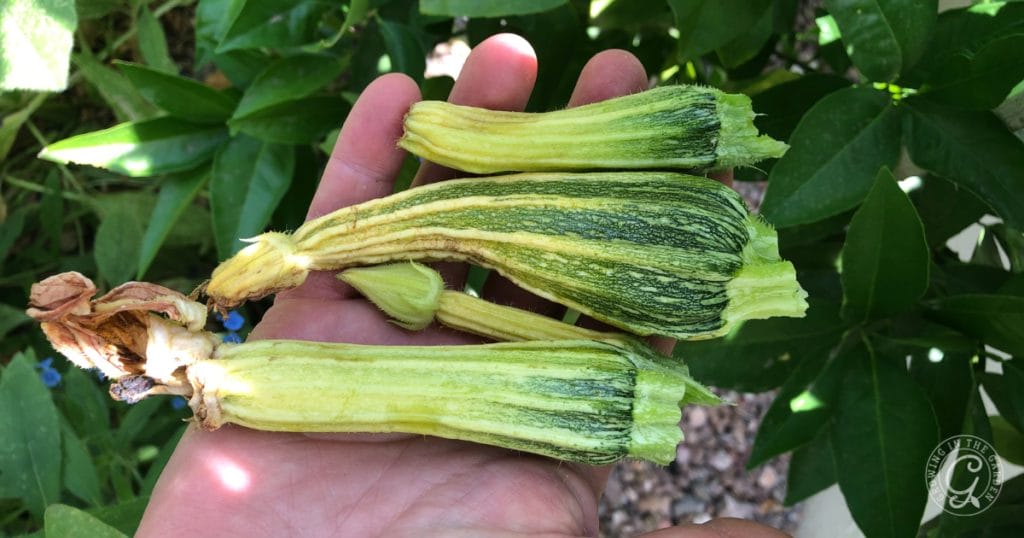 Poor pollination on squash plants