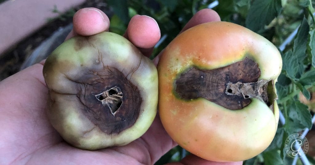 Blossom end rot on tomatoes