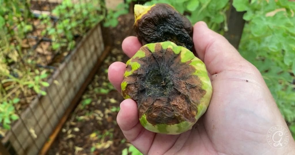 Blossom end rot on tomatoes