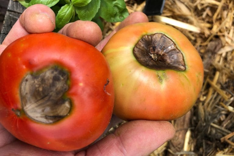 Prevent Blossom End Rot: Tips for Healthy Tomatoes featured image